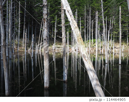 日高町にある黒い池 114464905