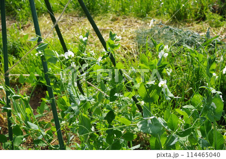 【4月】花が咲いたエンドウ　撮影場所：家庭菜園（神奈川県大和市） 114465040