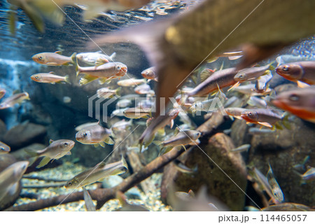 オイカワとカワムツの魚群 オイカワとカワムツの魚群 114465057