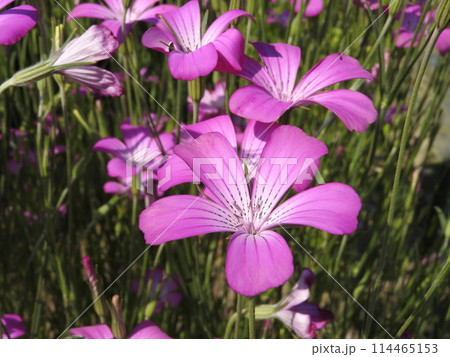 アグロステンマ「ギタゴ」 114465153