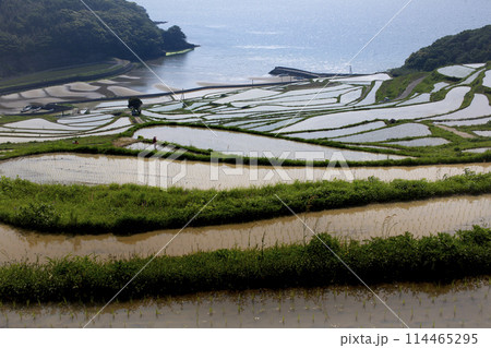 棚田の春 114465295