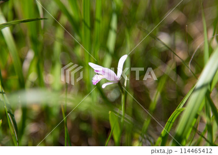 トキソウ 葦毛湿原(愛知県豊橋市) トキソウ 葦毛湿原(愛知県豊橋市) 114465412