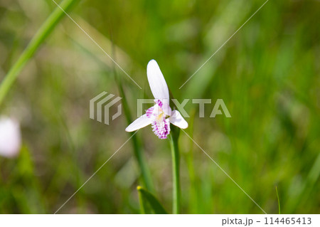 トキソウ 葦毛湿原(愛知県豊橋市) トキソウ 葦毛湿原(愛知県豊橋市) 114465413
