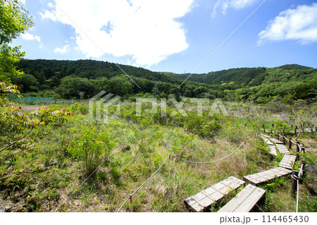 葦毛湿原（愛知県豊橋市） 114465430