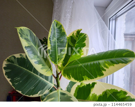 Ficus in a pot on a bright windowsill. The concept of a room flower for the office 114465459