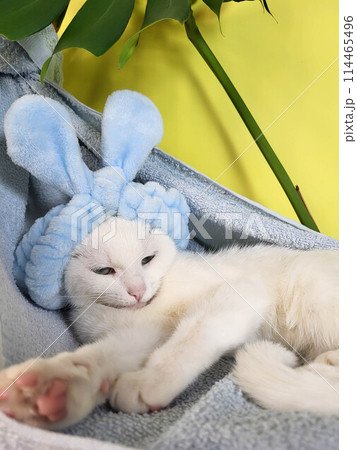 A cute white funny kitty in a pale blue hoop with ears lies wearily in a blue terry towel on a yellow background. Easter concept, cat care A cute white funny kitty in a pale blue hoop with ears lies wearily in a blue terry towel on a yellow background. Easter concept, cat care 114465496