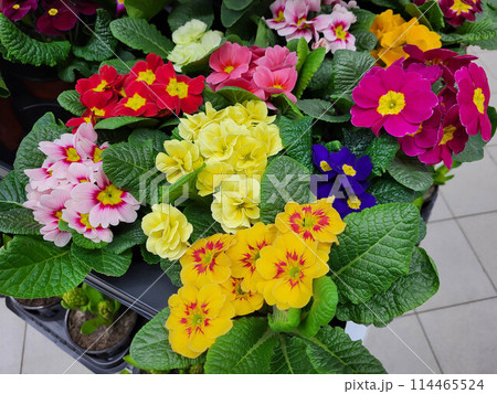 Bright spring primrose flowers. The shops sell a lot of colorful flowers of the perennial primrose plant, which grow in pots. Bright spring primrose flowers. The shops sell a lot of colorful flowers of the perennial primrose plant, which grow in pots. 114465524