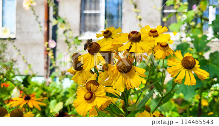 Helenium brassingham gold grows in a flower bed, many yellow flowers with green leaves. Helenium brassingham gold grows in a flower bed, many yellow flowers with green leaves. 114465543