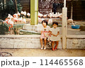 昭和50年代　フラミンゴの前で記念撮影をする姉妹 114465568