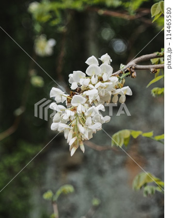 里山の白いフジの花 里山の白いフジの花 114465580
