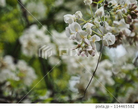 里山の白いフジの花 114465582