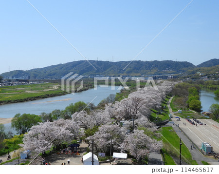 さくらであい館展望塔から見た桜が咲く淀川河川公園背割提地区(2024年4月撮影) 114465617