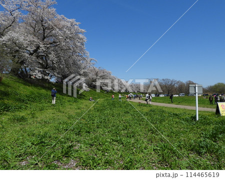 桜が咲く淀川河川公園背割提地区(2024年4月撮影) 114465619