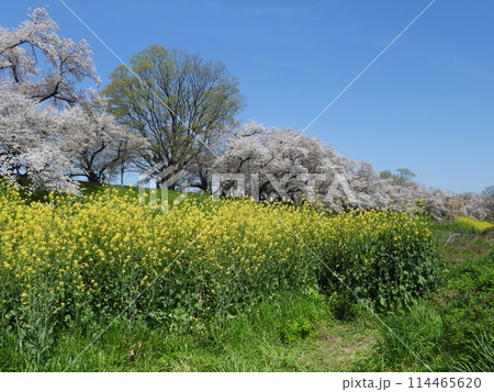 桜と菜の花が咲く淀川河川公園背割提地区(2024年4月撮影) 114465620