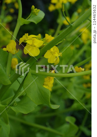 【4月】満開のサントウサイ　撮影場所：家庭菜園（神奈川県大和市） 114465632