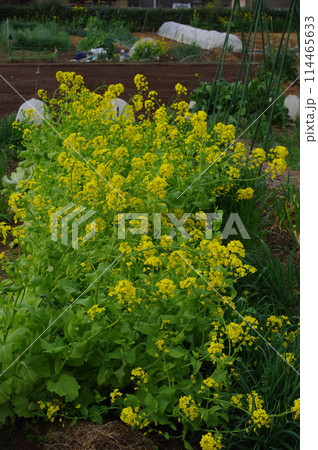 【4月】満開のサントウサイ　撮影場所：家庭菜園（神奈川県大和市） 114465633