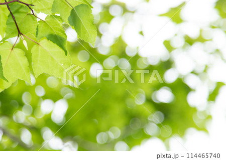 爽やかな新緑 114465740
