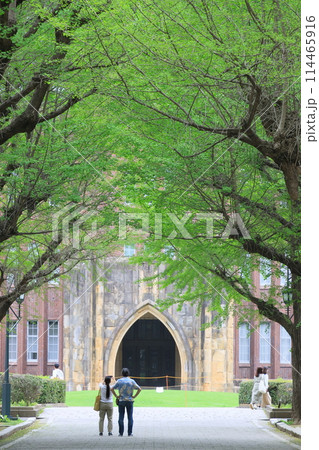 東京大学構内の銀杏並木 東京大学構内の銀杏並木 114465916
