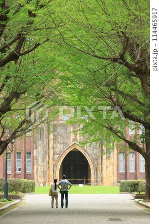東京大学構内の銀杏並木 114465917