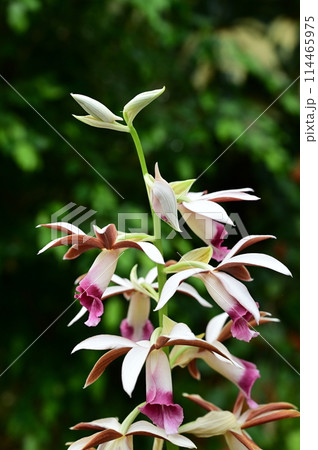 カクチョウラン（ラン科）ガンゼキラン属 114465975