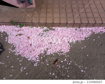 桜の花びら 114466087