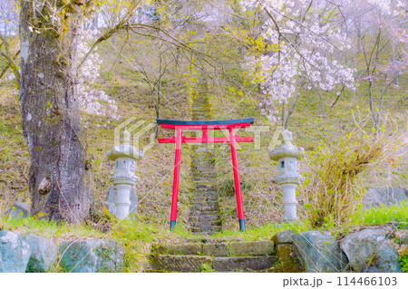 伝行山の稲荷神社の鳥居とサクラ【北安曇郡白馬村】 114466103