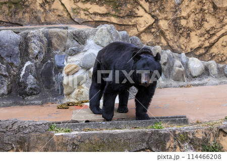 多摩動物公園, ツキノワグマ 114466208
