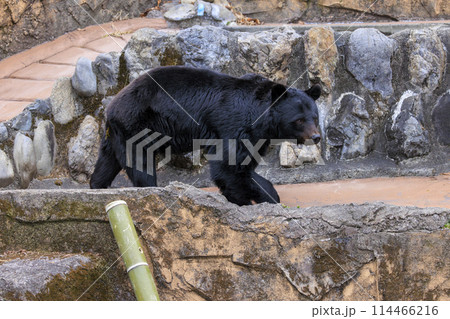 多摩動物公園, ツキノワグマ 114466216