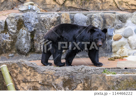 多摩動物公園, ツキノワグマ 多摩動物公園, ツキノワグマ 114466222