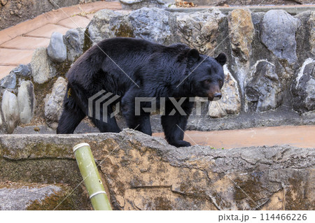 多摩動物公園, ツキノワグマ 多摩動物公園, ツキノワグマ 114466226