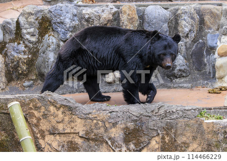 多摩動物公園, ツキノワグマ 114466229