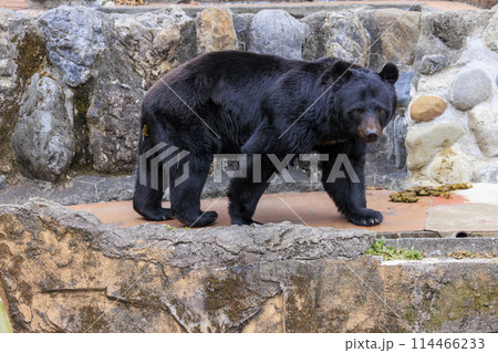 多摩動物公園, ツキノワグマ 114466233