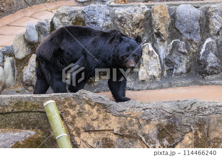 多摩動物公園, ツキノワグマ 多摩動物公園, ツキノワグマ 114466240