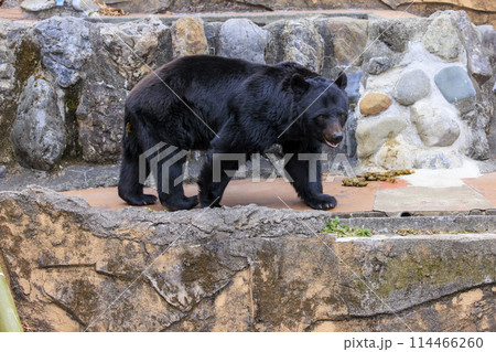 多摩動物公園, ツキノワグマ 多摩動物公園, ツキノワグマ 114466260