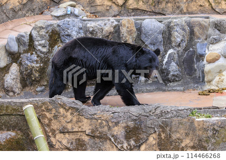 多摩動物公園, ツキノワグマ 114466268