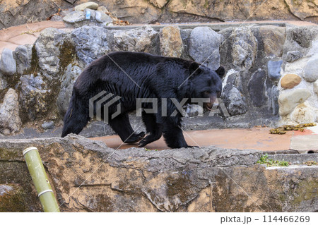 多摩動物公園, ツキノワグマ 多摩動物公園, ツキノワグマ 114466269