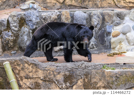 多摩動物公園, ツキノワグマ 多摩動物公園, ツキノワグマ 114466272
