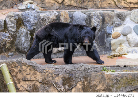 多摩動物公園, ツキノワグマ 多摩動物公園, ツキノワグマ 114466273