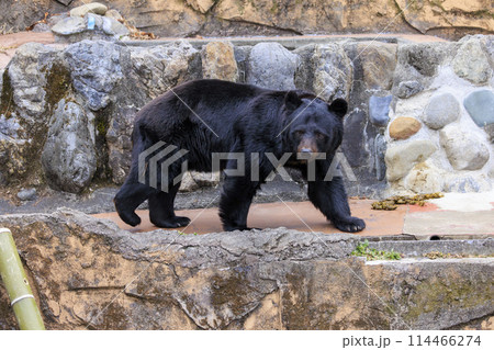 多摩動物公園, ツキノワグマ 多摩動物公園, ツキノワグマ 114466274