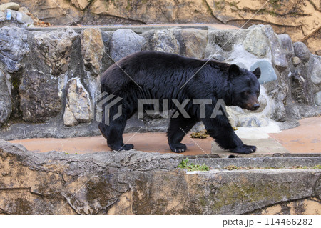 多摩動物公園, ツキノワグマ 多摩動物公園, ツキノワグマ 114466282