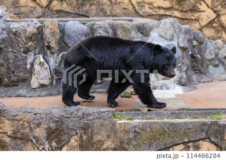多摩動物公園, ツキノワグマ 多摩動物公園, ツキノワグマ 114466284