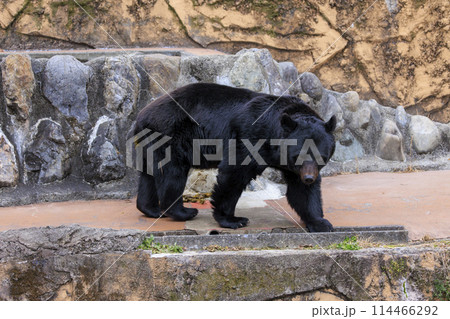 多摩動物公園, ツキノワグマ 114466292