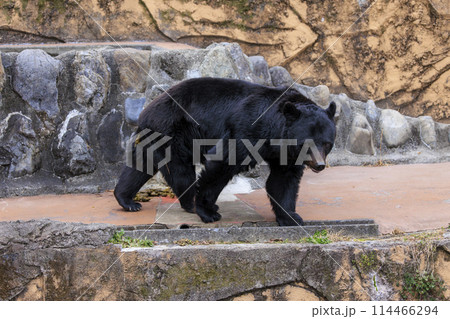 多摩動物公園, ツキノワグマ 114466294