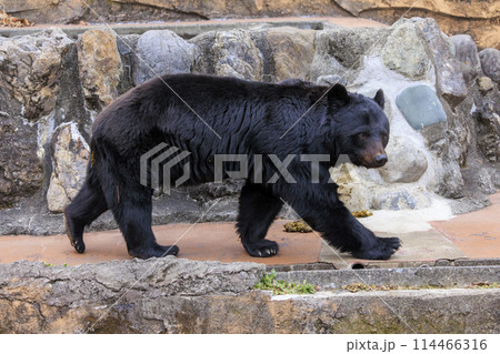 多摩動物公園, ツキノワグマ 多摩動物公園, ツキノワグマ 114466316