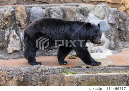 多摩動物公園, ツキノワグマ 114466317