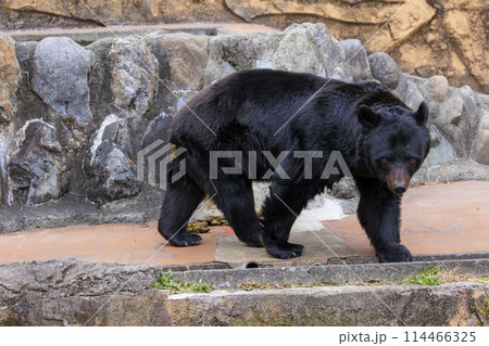多摩動物公園, ツキノワグマ 114466325