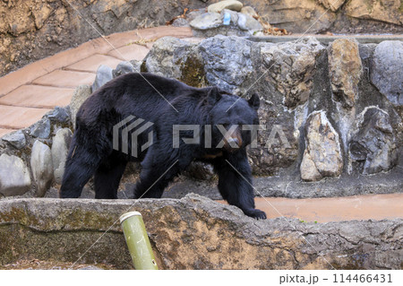 多摩動物公園, ツキノワグマ 114466431