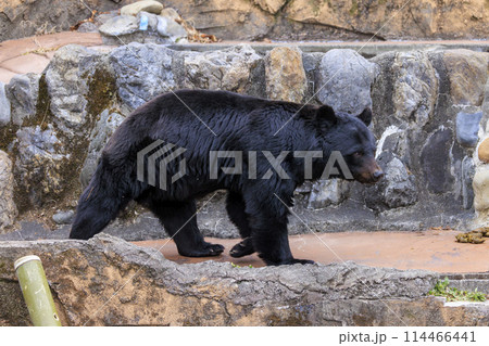 多摩動物公園, ツキノワグマ 多摩動物公園, ツキノワグマ 114466441
