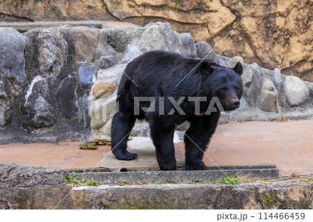 多摩動物公園, ツキノワグマ 114466459
