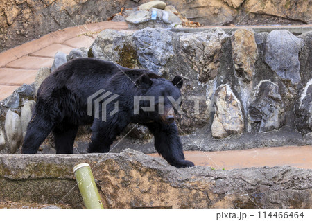 多摩動物公園, ツキノワグマ 多摩動物公園, ツキノワグマ 114466464